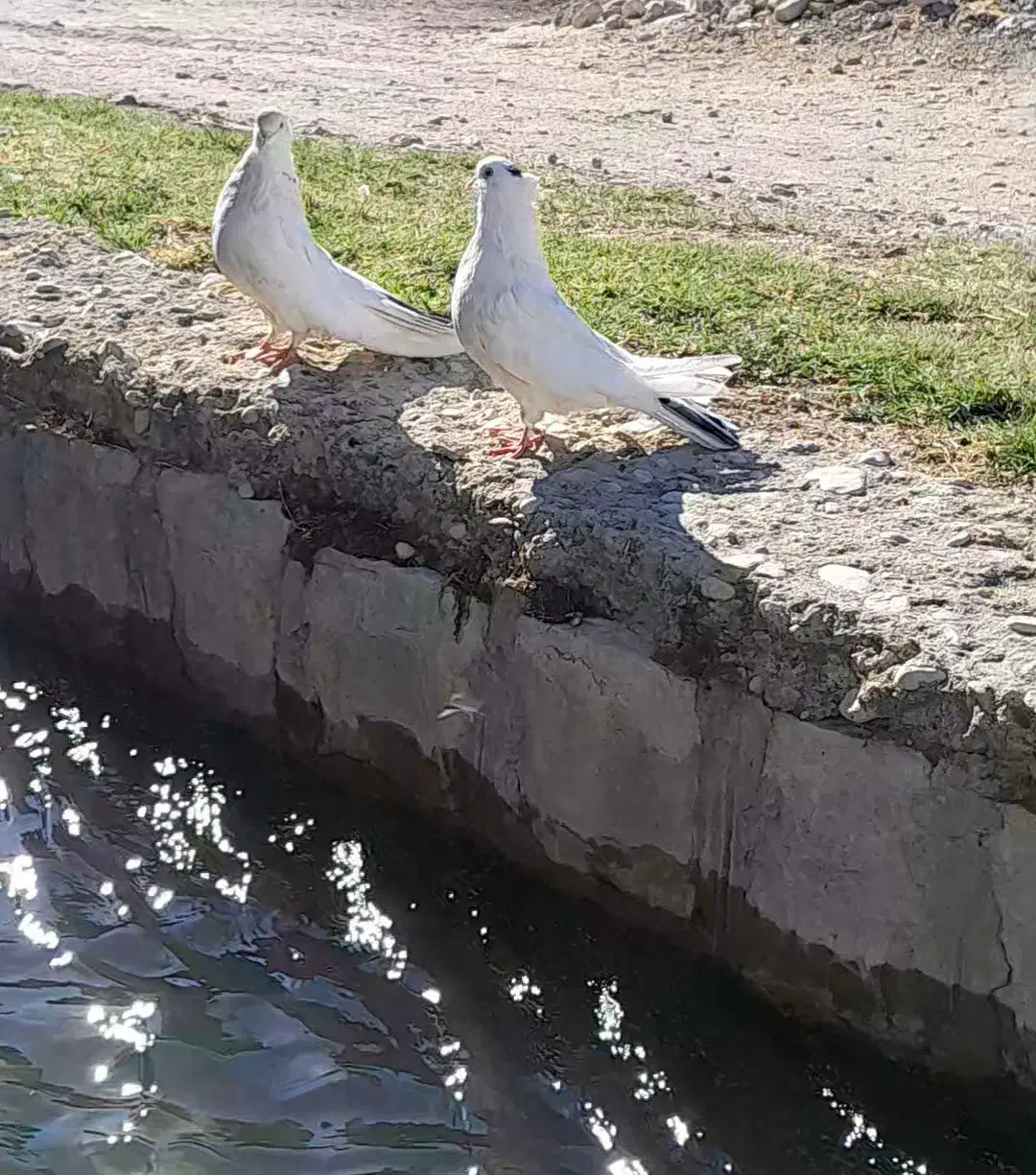 یک جفت کبوتر سفید خال دار|پرنده|سرپل ذهاب, |دیوار