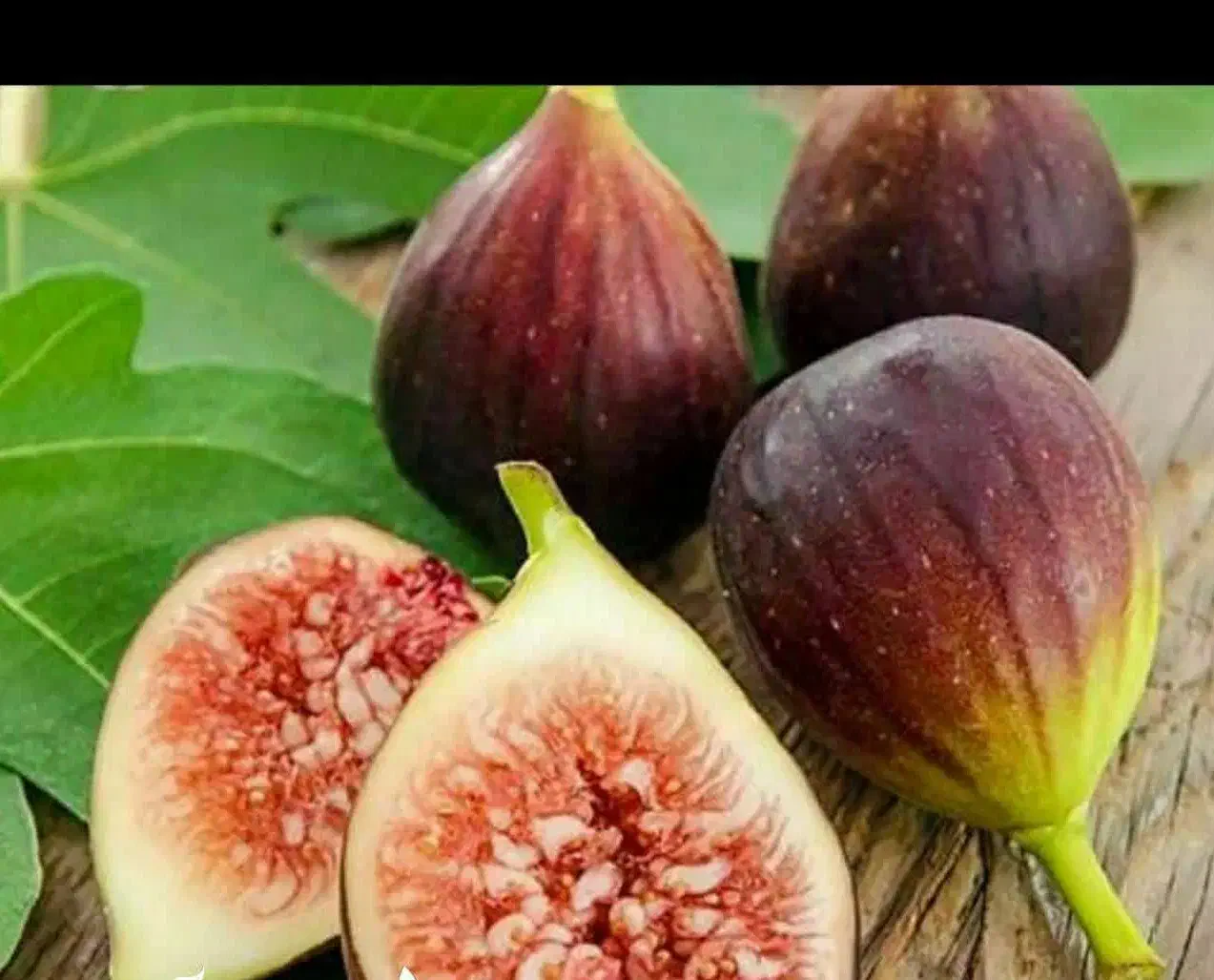 پیش فروش نهال انجیر سیاه سه فصل|خدمات باغبانی و درختکاری|آبگرم, |دیوار