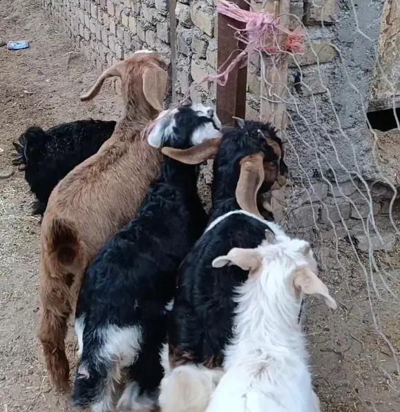 5راس بزغاله نژاد دار برای نگهداری|حیوانات مزرعه|کرج, فاز ۲ مهرشهر|دیوار