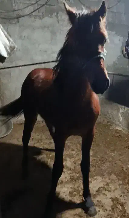 کره نریان ۲۳ ماهه|اسب و تجهیزات اسب‌سواری|طاهرگوراب, |دیوار