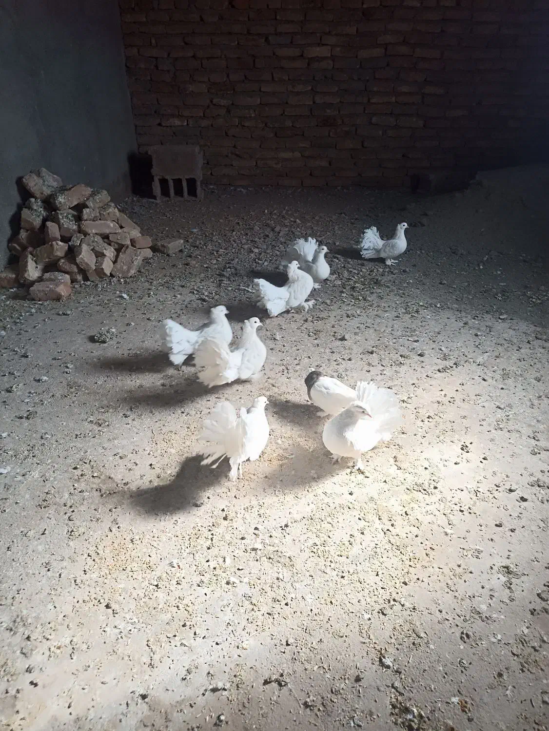 کبوتر دم چتری|پرنده|میان جلگه, |دیوار