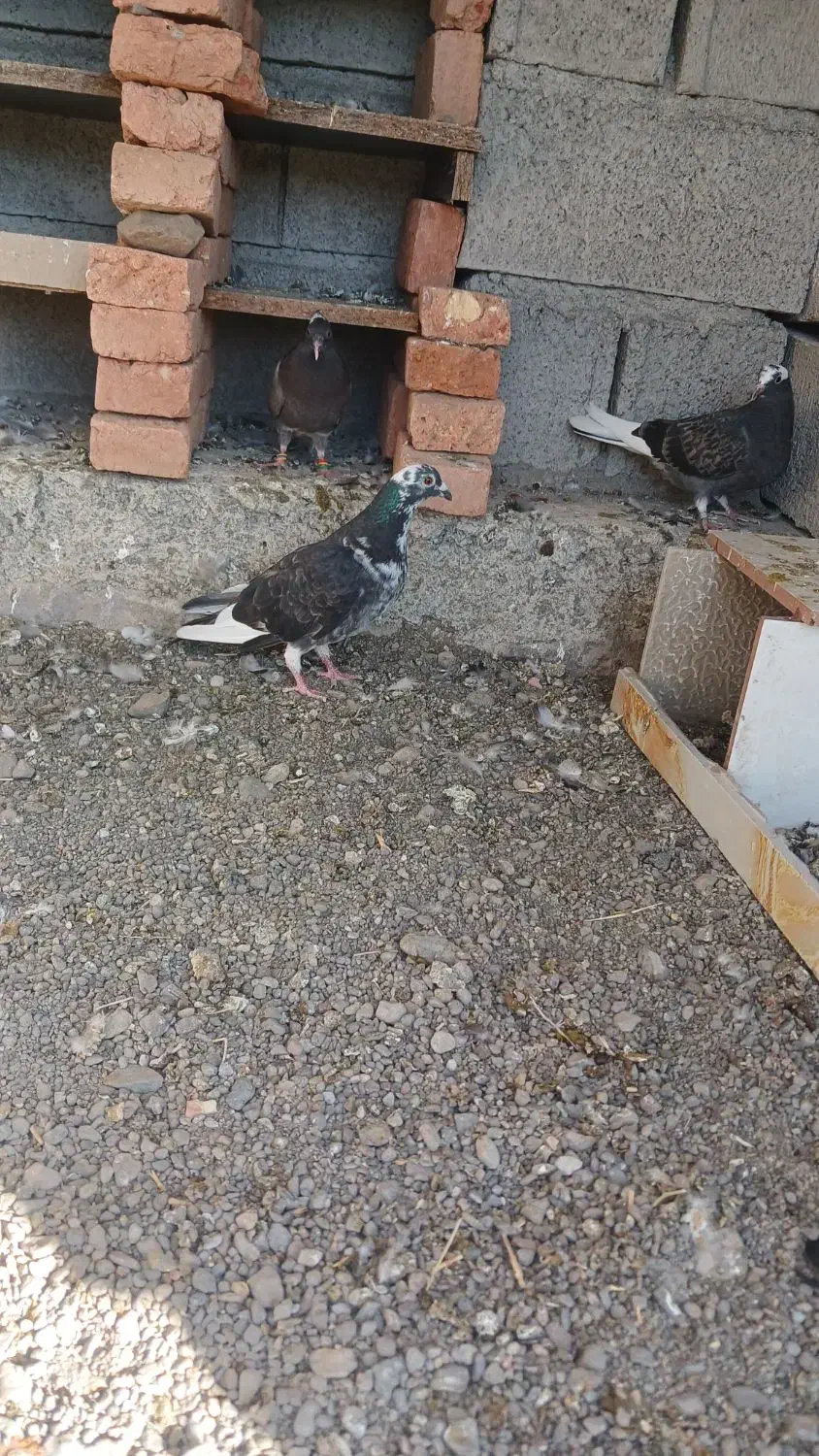 دوبر ماده|پرنده|مشگین شهر, |دیوار