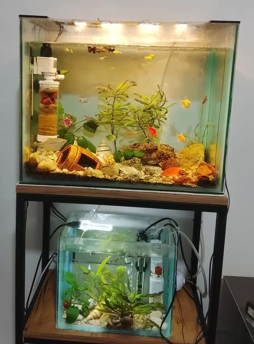 دو عدد آکواریوم|ماهی|رشت, کوی مهر|دیوار