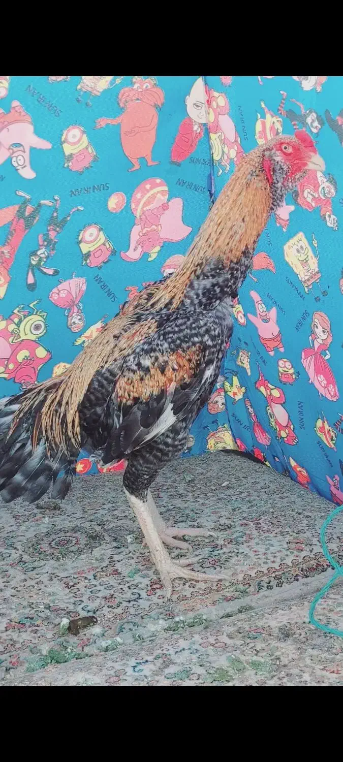 کوکو وارداتی|پرنده|جوادآباد, |دیوار