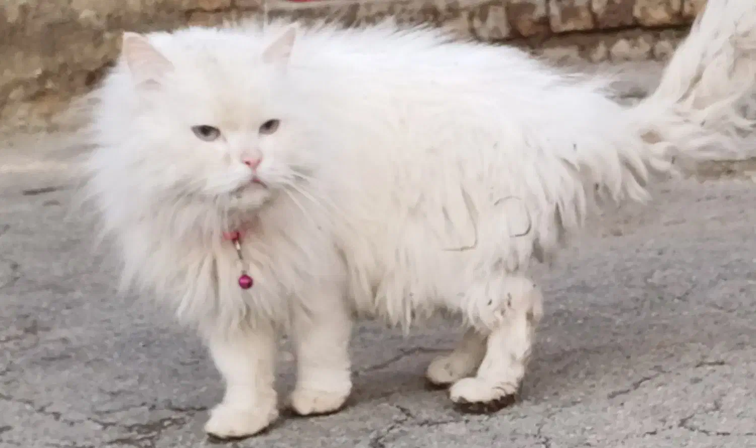 گربه پرشین نر|گربه|ارومیه, |دیوار