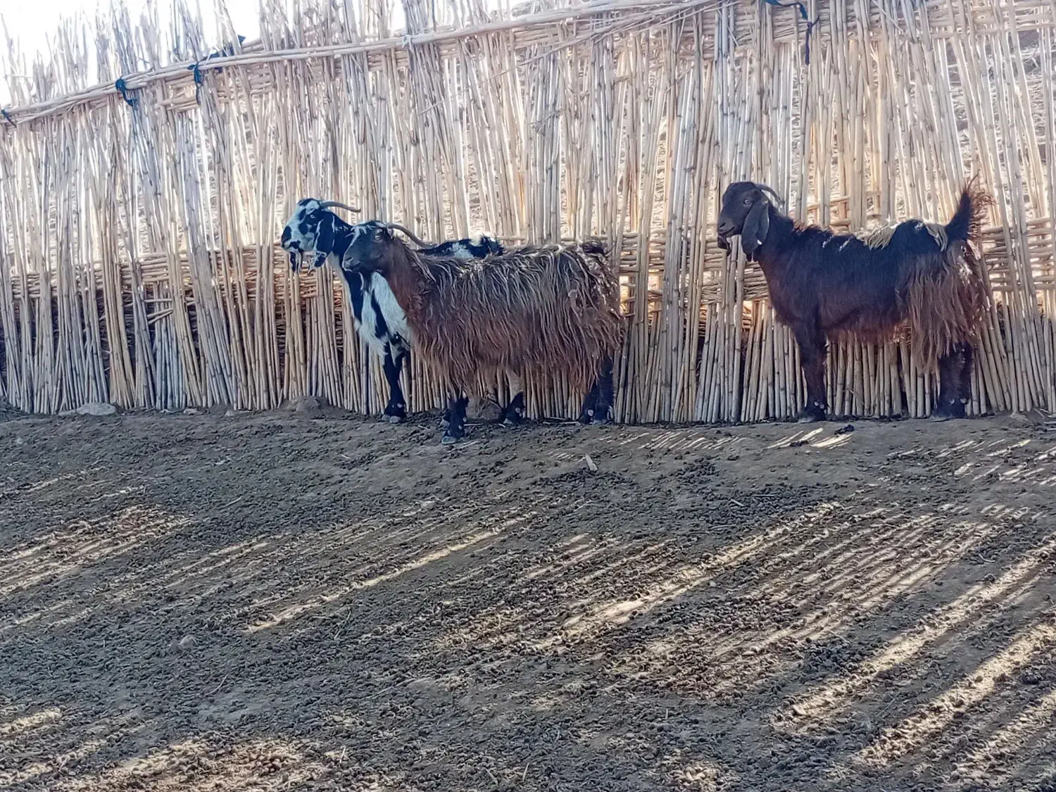 بز داشتی|حیوانات مزرعه|قصرشیرین, |دیوار