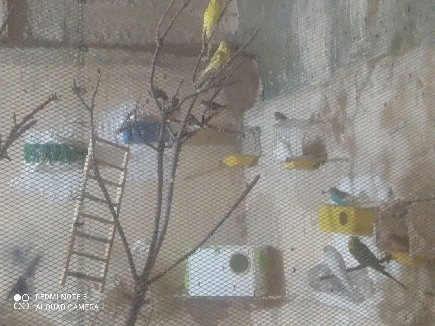 باسلام تعدادی پرنده|پرنده|ماهدشت, |دیوار