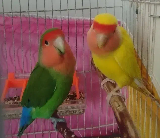 طوطی کوتوله|پرنده|گلبهار, شهر جدید گلبهار|دیوار