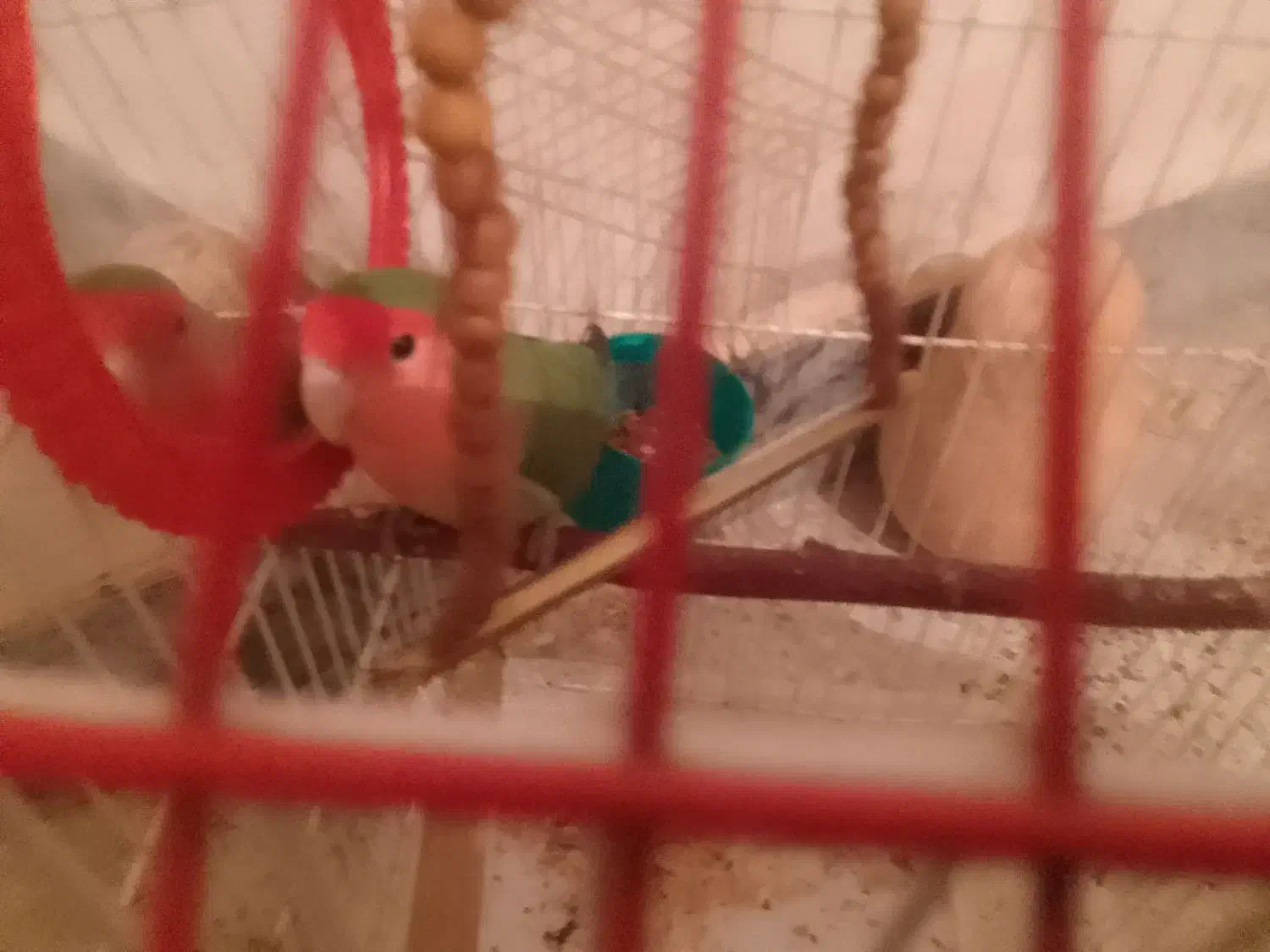 طوطی برزیلی نر|پرنده|شاهینشهر, گرگاب|دیوار