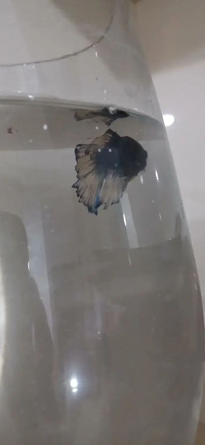 فایتر|ماهی|اسدآباد, |دیوار