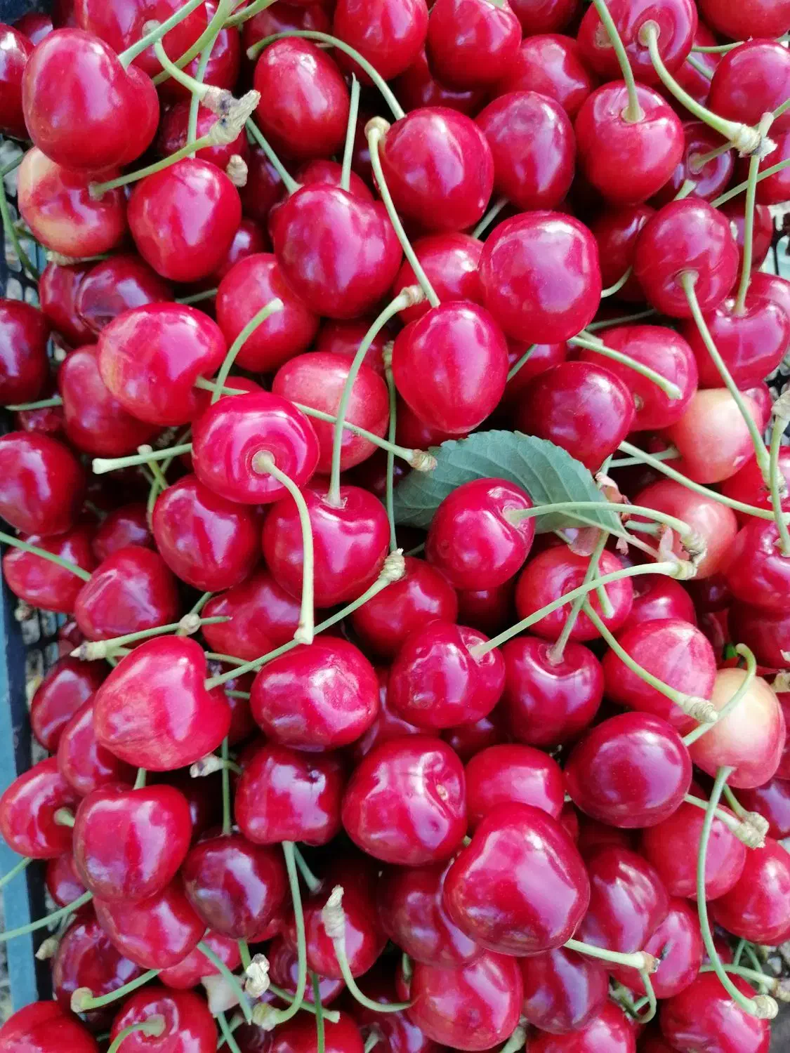 باغ 4200 متری سند تک برگ|فروش زمین و ملک کلنگی|تهران, شهرک فرهنگیان|دیوار