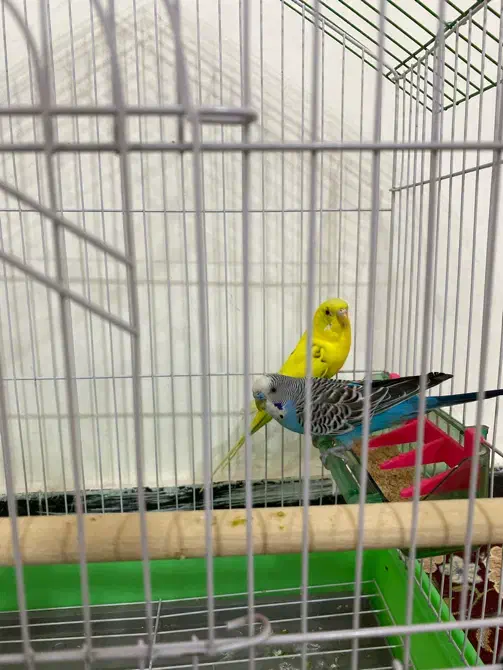 مرغ عشق ماده و نر|پرنده|مریوان, |دیوار