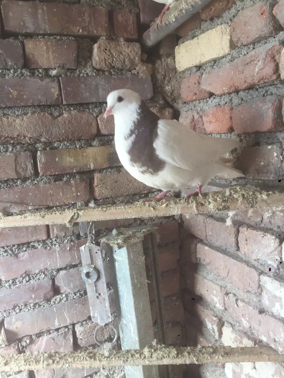 کلفه|پرنده|اردبیل, |دیوار