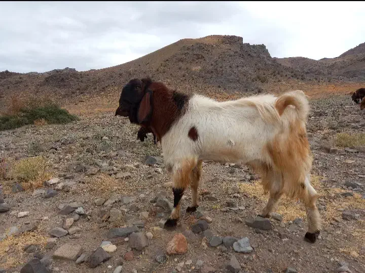 بز پاکستانی اصل|حیوانات مزرعه|مشگین شهر, |دیوار