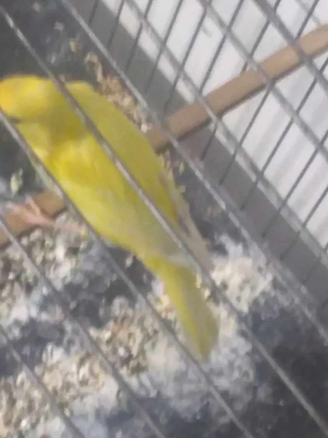 قناری نر کوتاه بلند خون|پرنده|کرج, کوی امامیه|دیوار