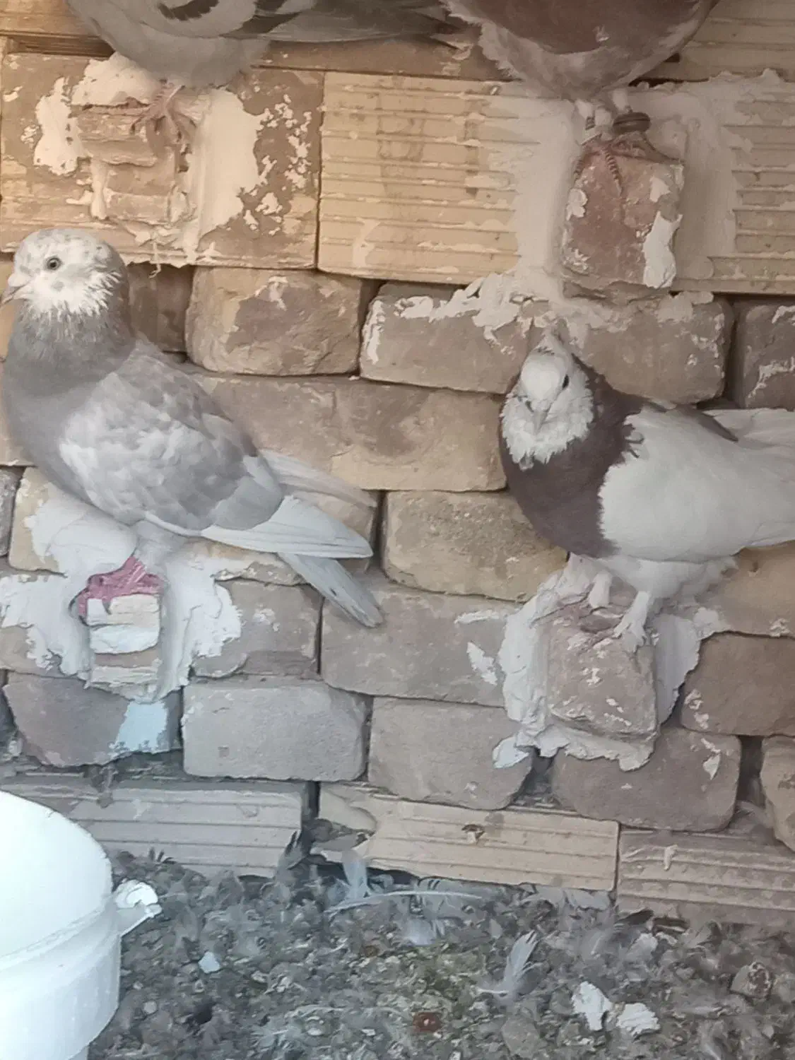 کفتر نر|پرنده|راور, |دیوار