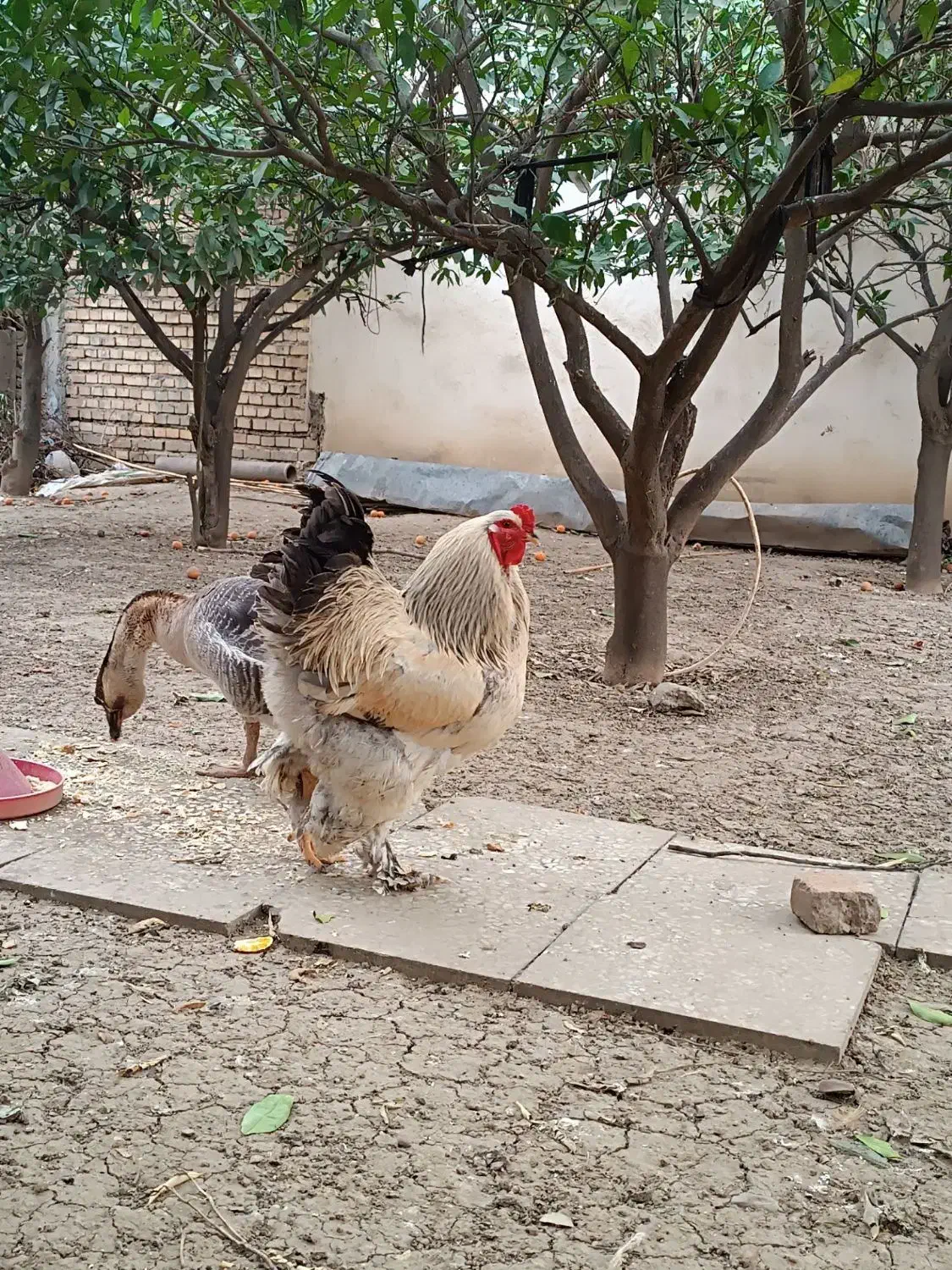 خروس برهما|حیوانات مزرعه|مینودشت, |دیوار