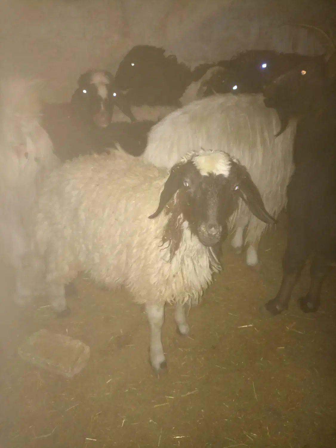 بره|حیوانات مزرعه|نجف‌آباد, گلدشت|دیوار