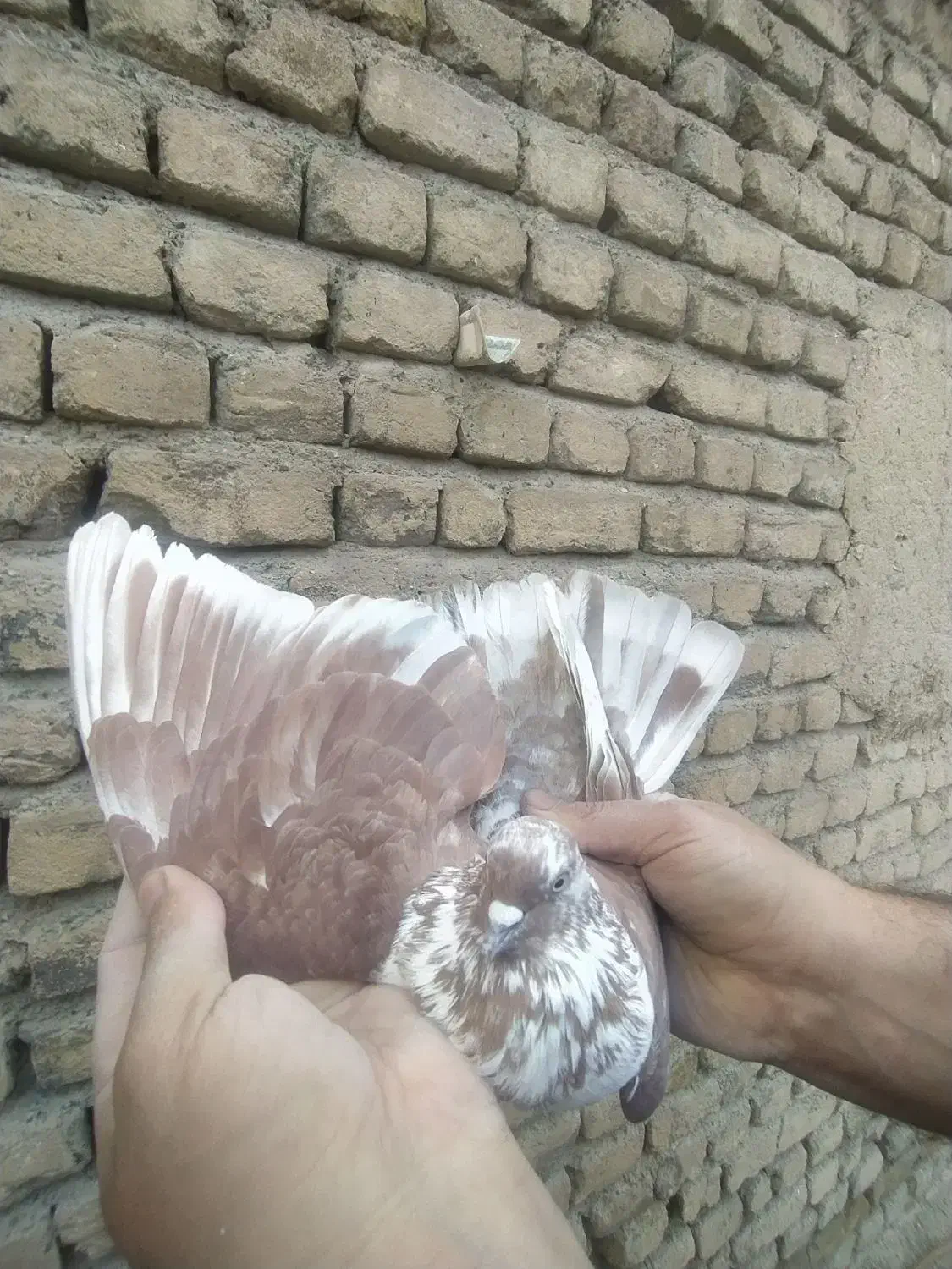 کفتر گرفتنی پرشی از بلندی|پرنده|صباشهر, |دیوار