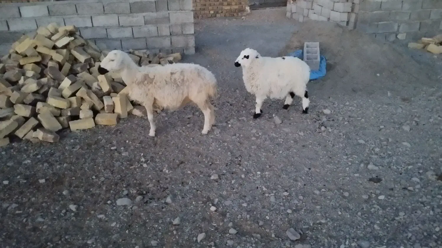 میش زاییده|حیوانات مزرعه|کاخک, |دیوار