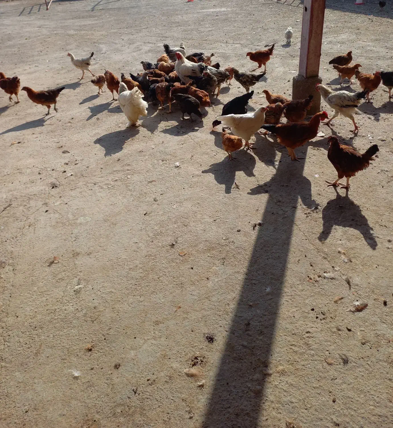 فروش نیمچه خروس و مرغ|حیوانات مزرعه|قم, سراجه (۱۵ خرداد)|دیوار