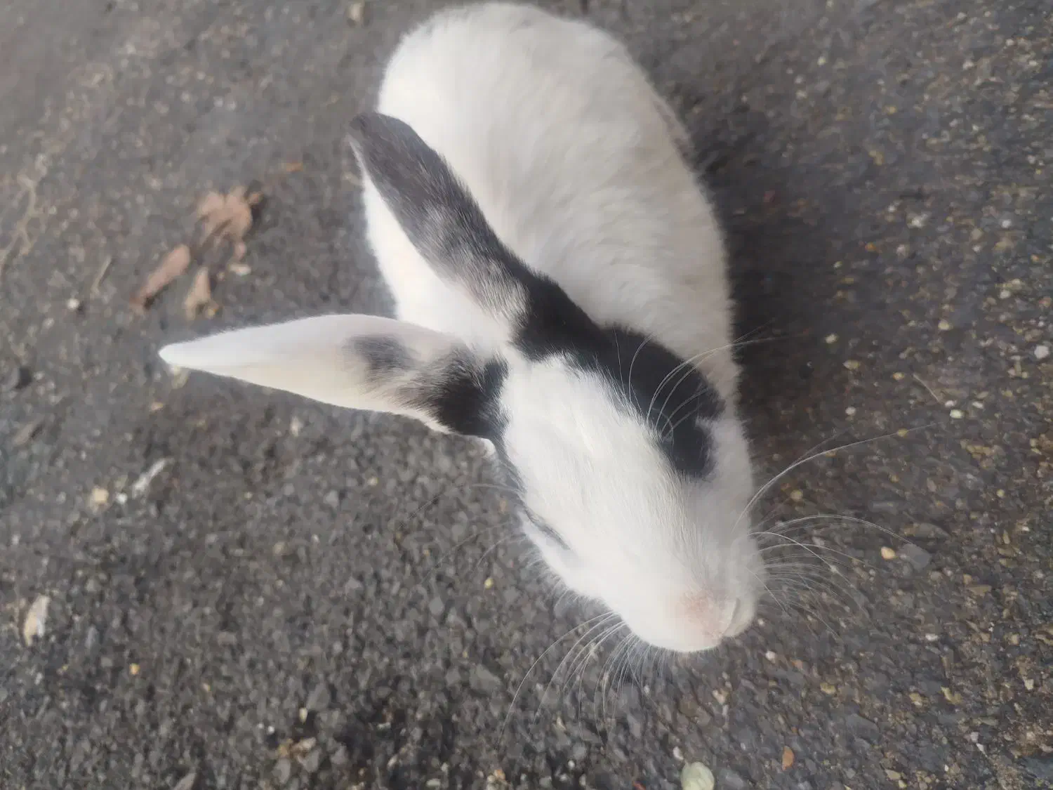 خرگوش|موش و خرگوش|خرمآباد, |دیوار