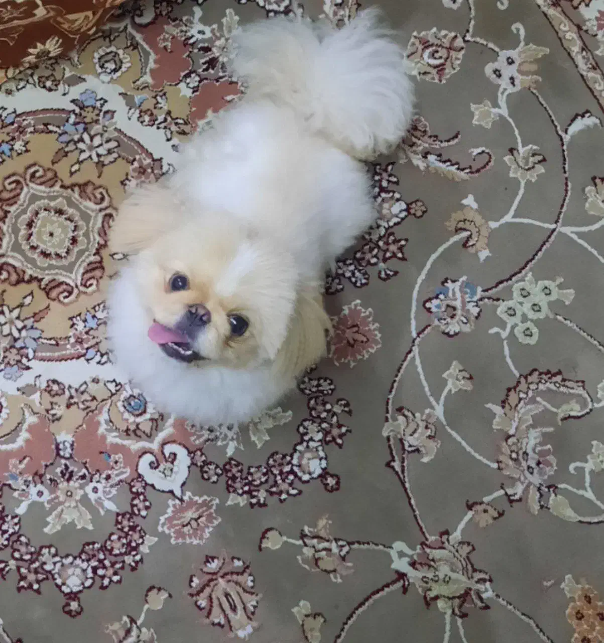 سگ امپریال فول سایز کوچیک(نر)|سگ|رشت, سلیمانداراب|دیوار