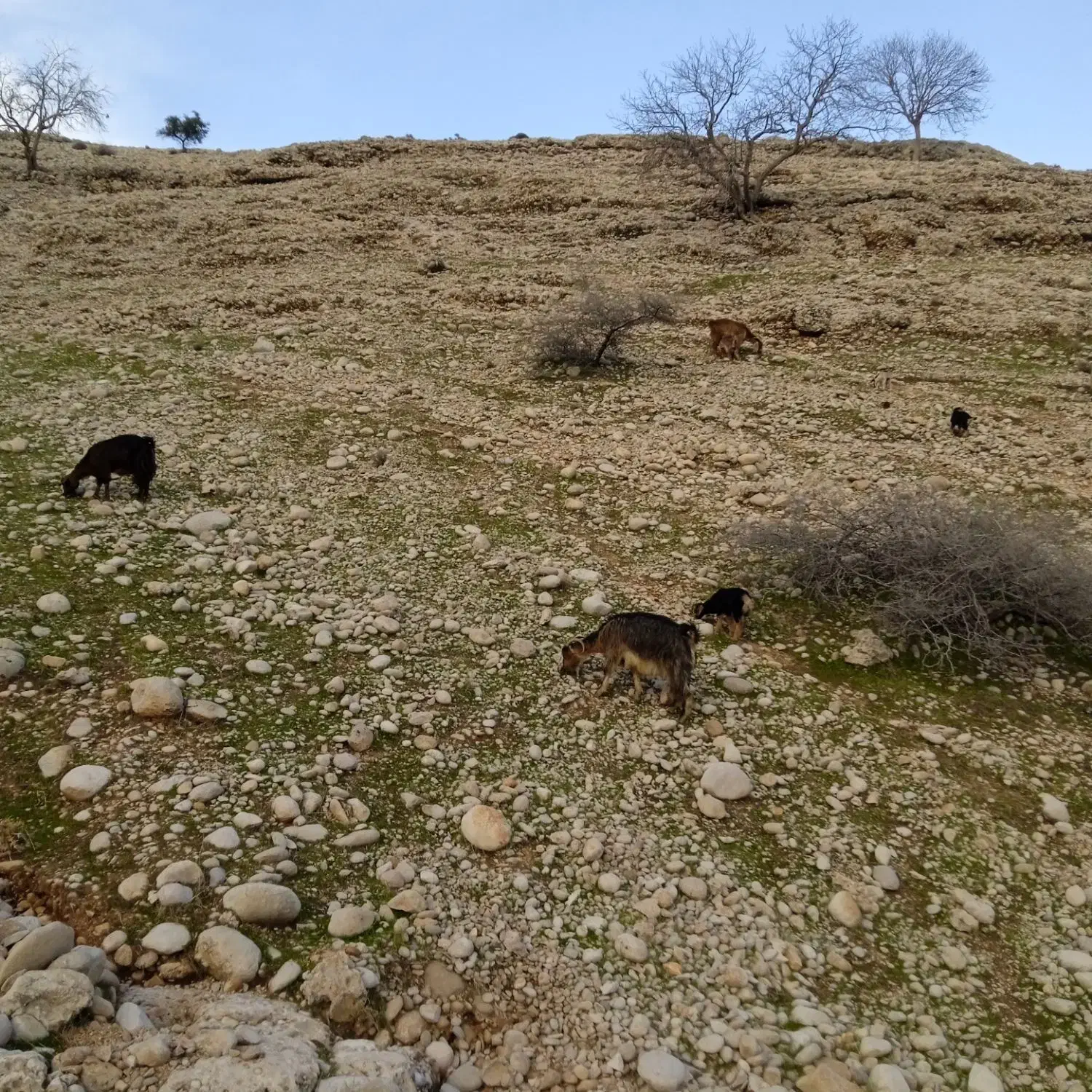 بز جوان|حیوانات مزرعه|دهدشت, |دیوار