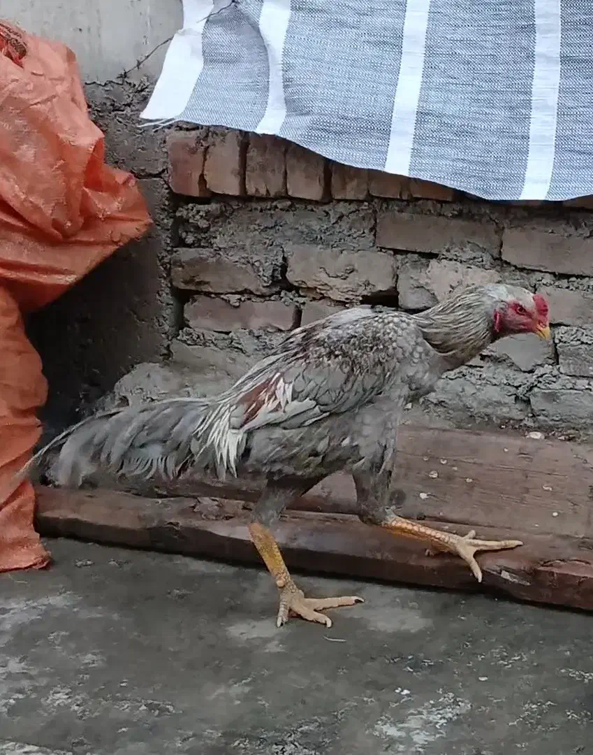 خروس لاری|حیوانات مزرعه|قزوین, |دیوار