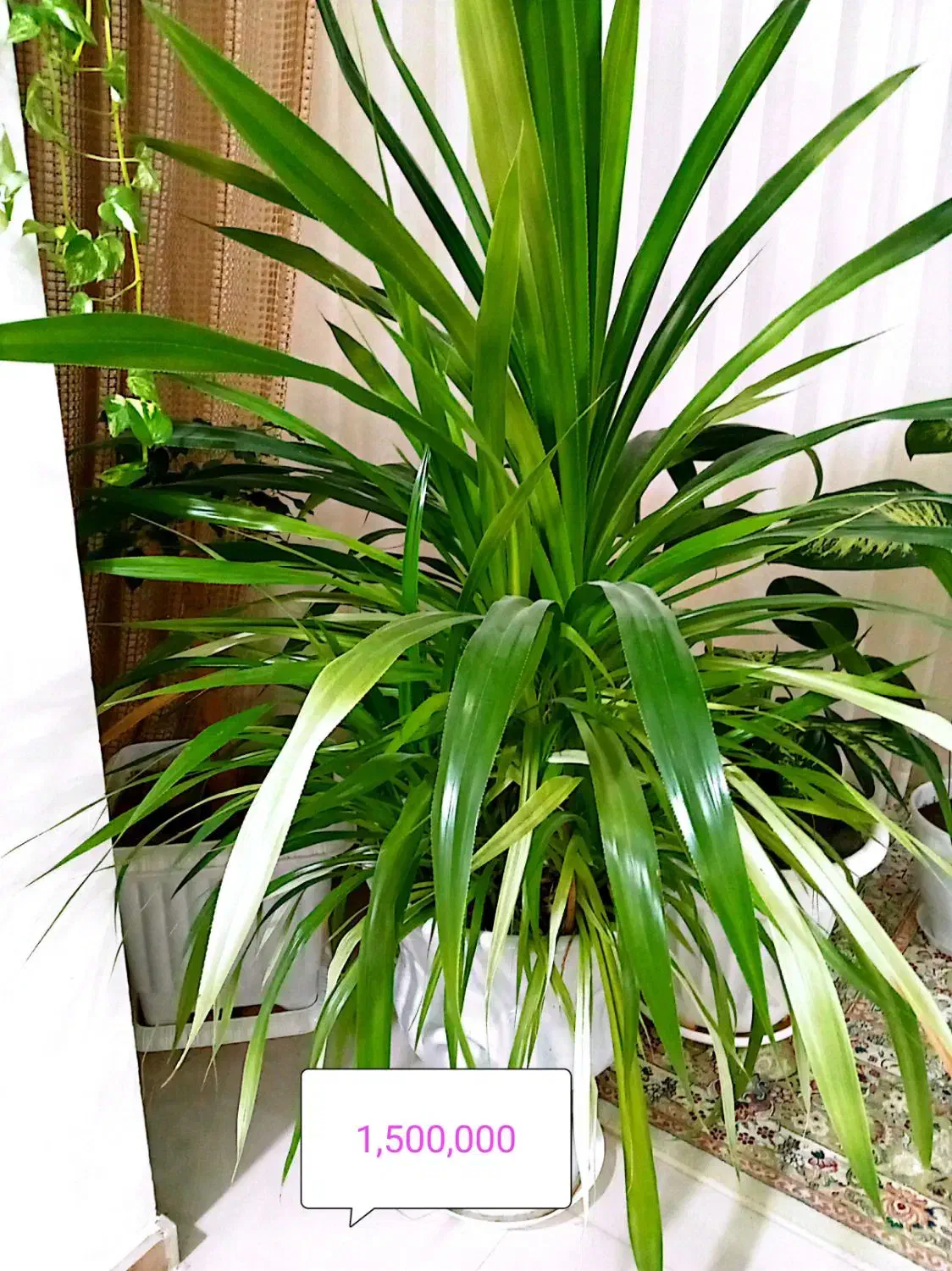 گل طبیعی|گل و گیاه طبیعی|چناران, |دیوار