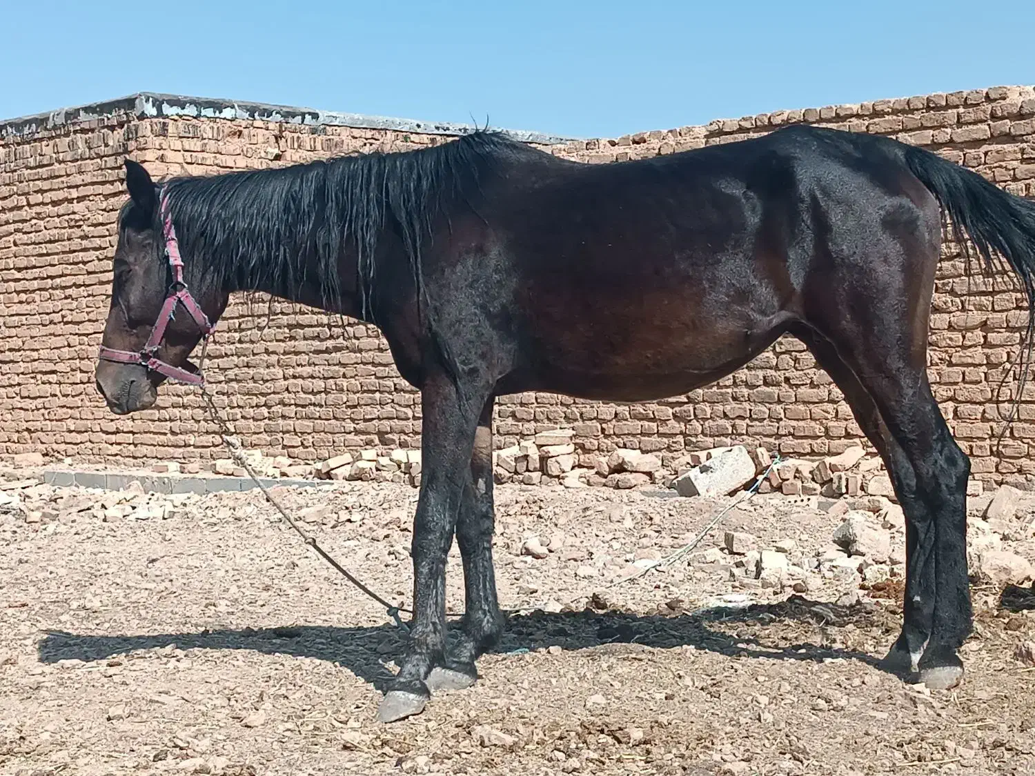 اسب مشکی|اسب و تجهیزات اسب‌سواری|مرودشت, ژیان|دیوار