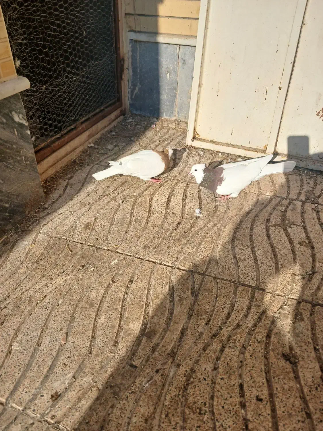 کبوتر طوقی|پرنده|سراب, |دیوار