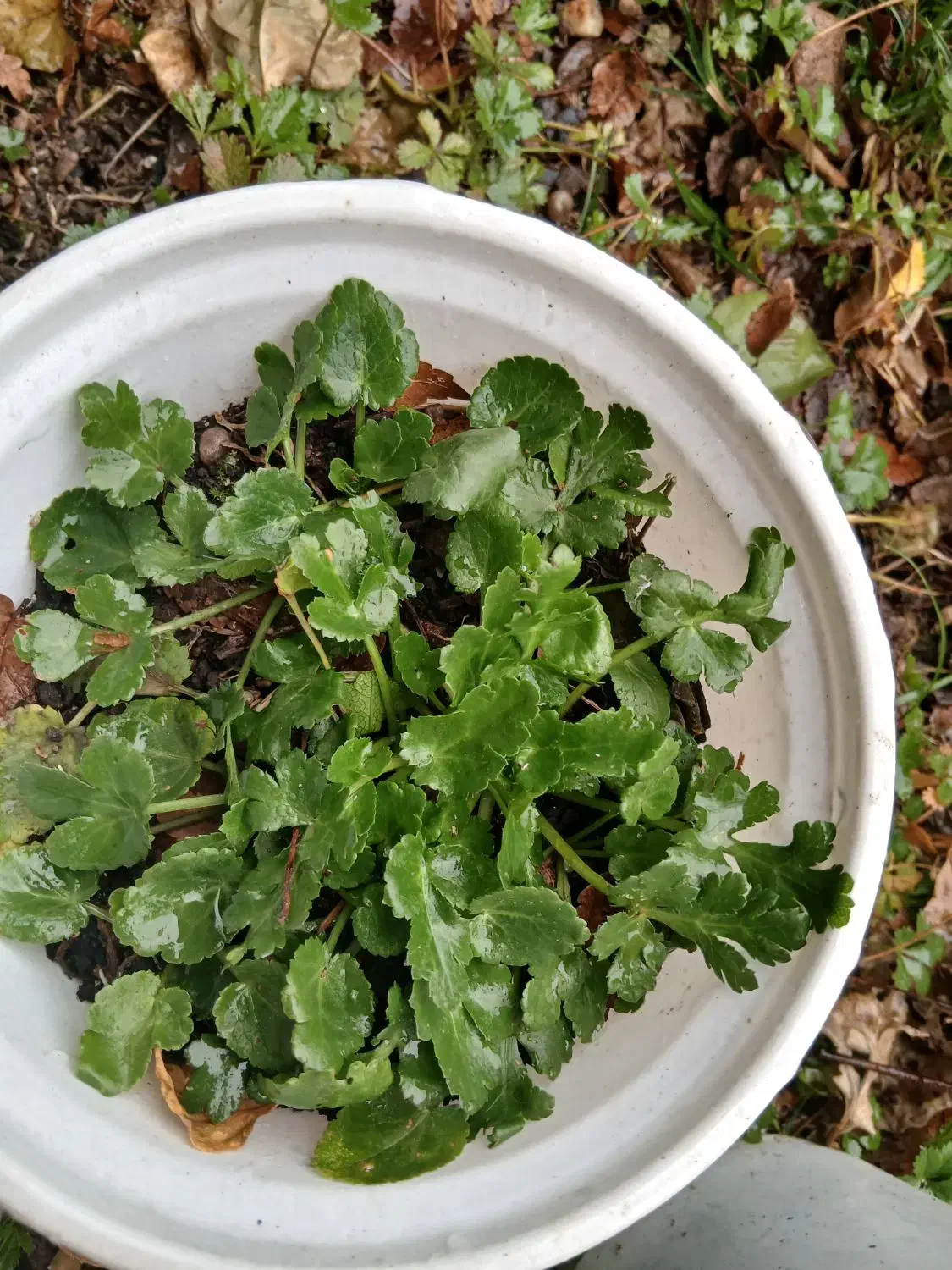 چوچاق|گل و گیاه طبیعی|رشت, دباغیان|دیوار