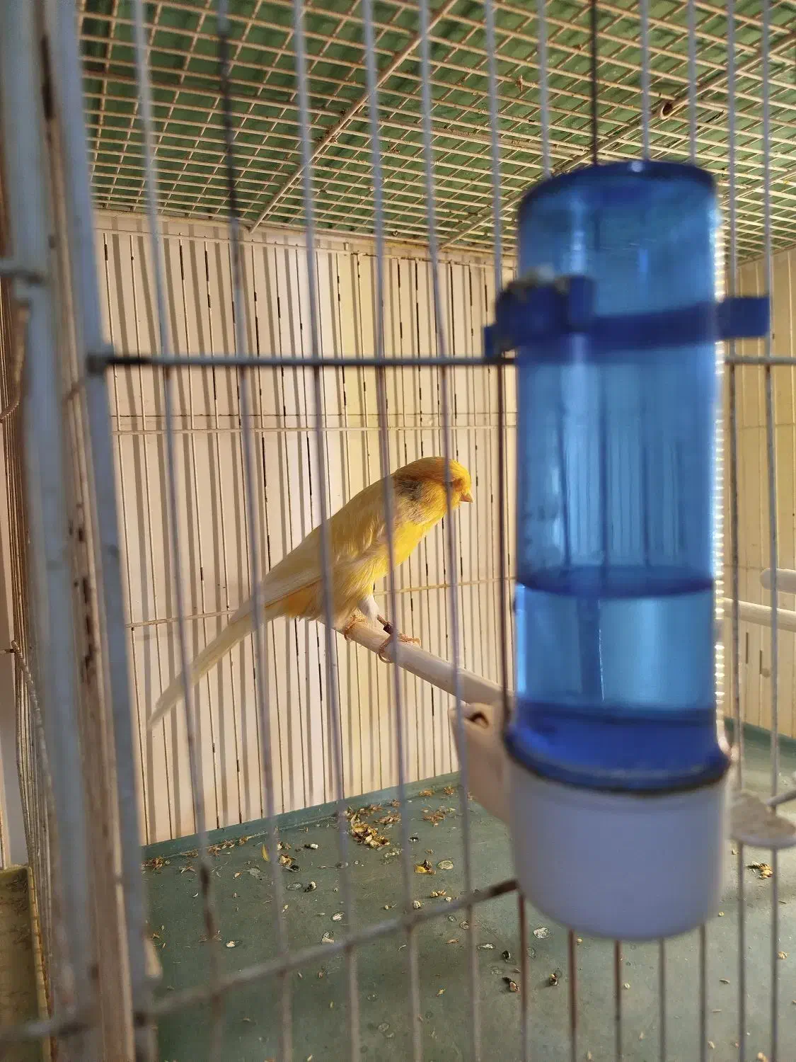 فروش قناری سوپر نر|پرنده|مرودشت, ثبت احوال|دیوار