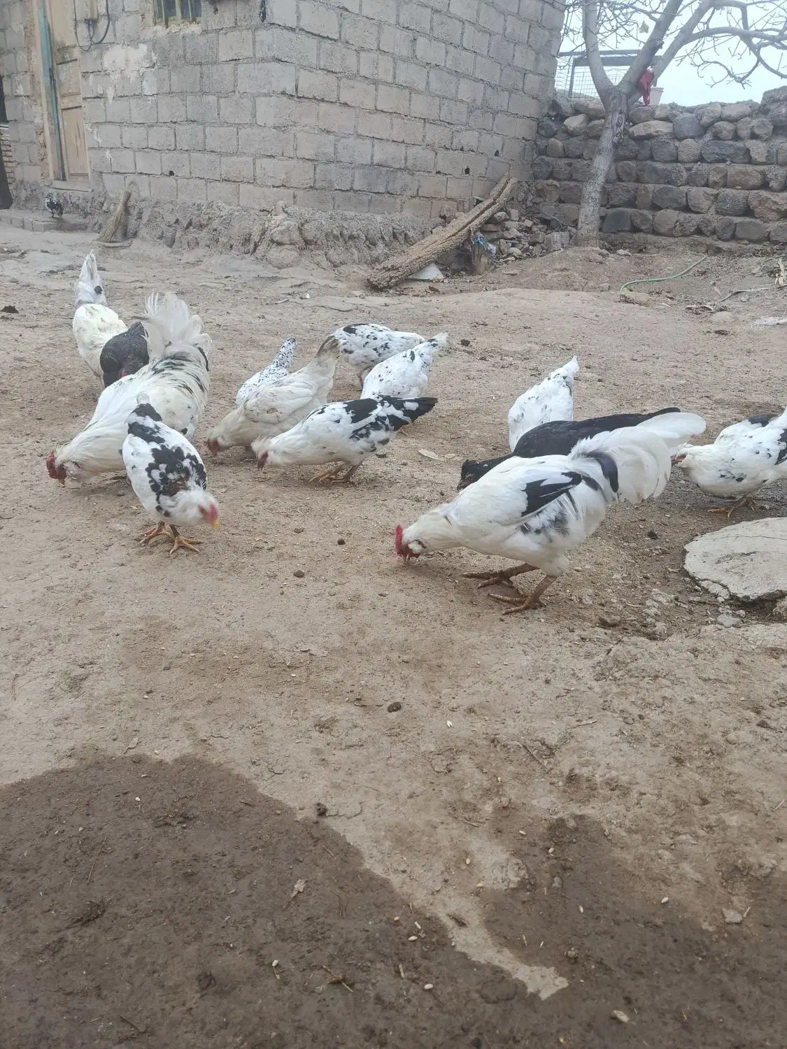 تخم‌گلین|حیوانات مزرعه|اردبیل, |دیوار