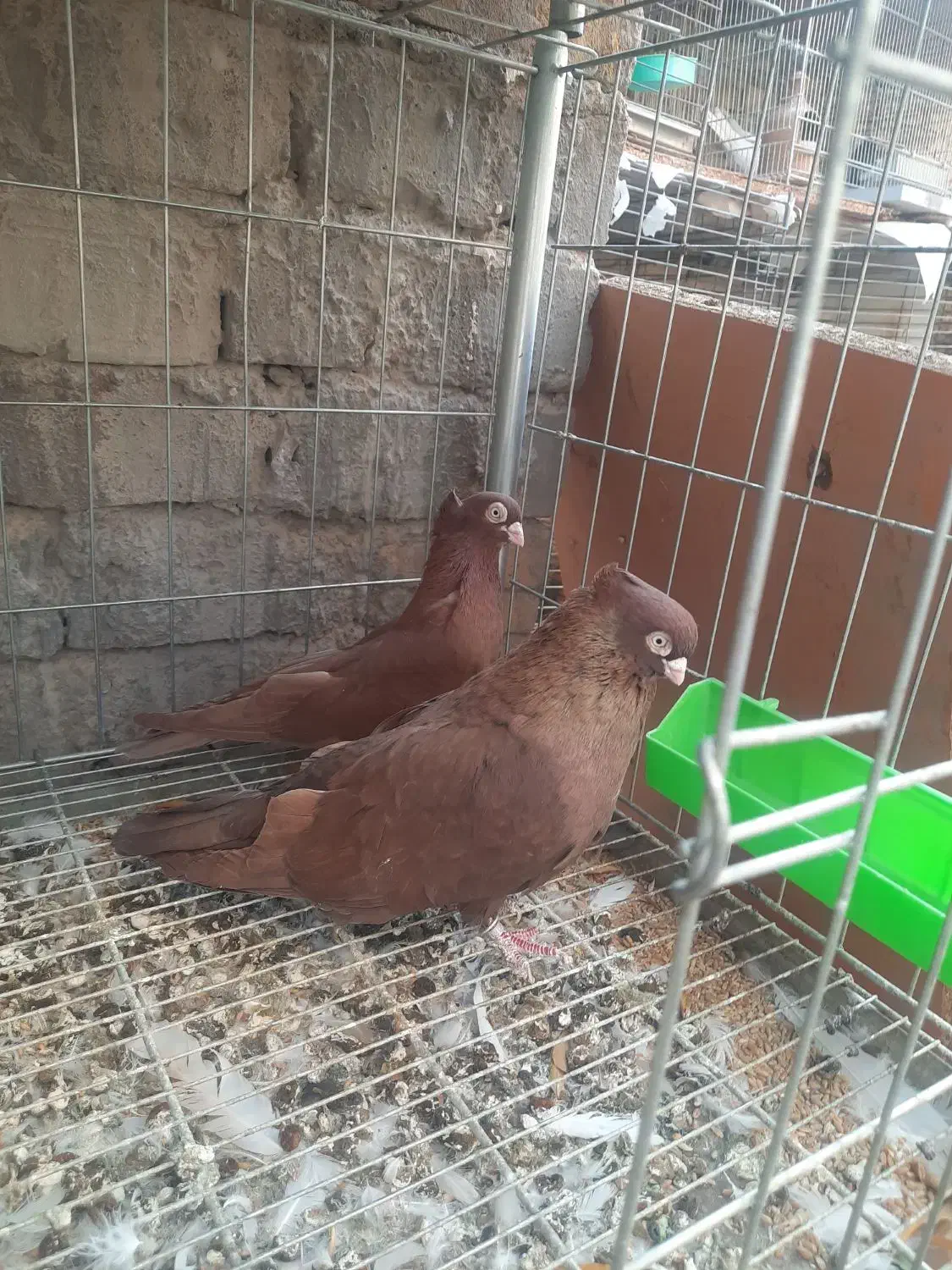 یک جف صرب|پرنده|اردکان, |دیوار