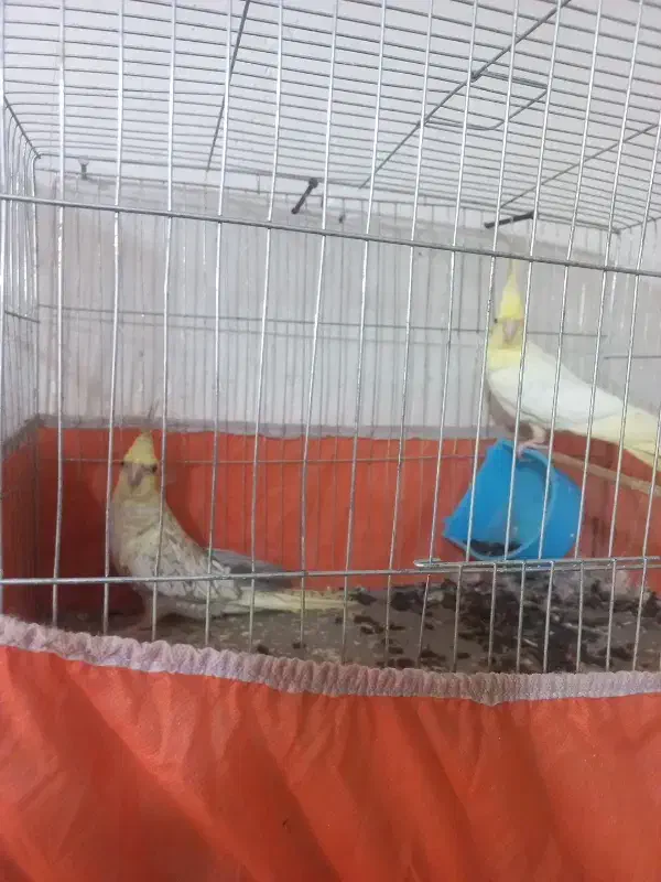 یک جفت طوطی عروس ۱۷۰۰۰۰۰تومان|پرنده|گنبد کاووس, |دیوار