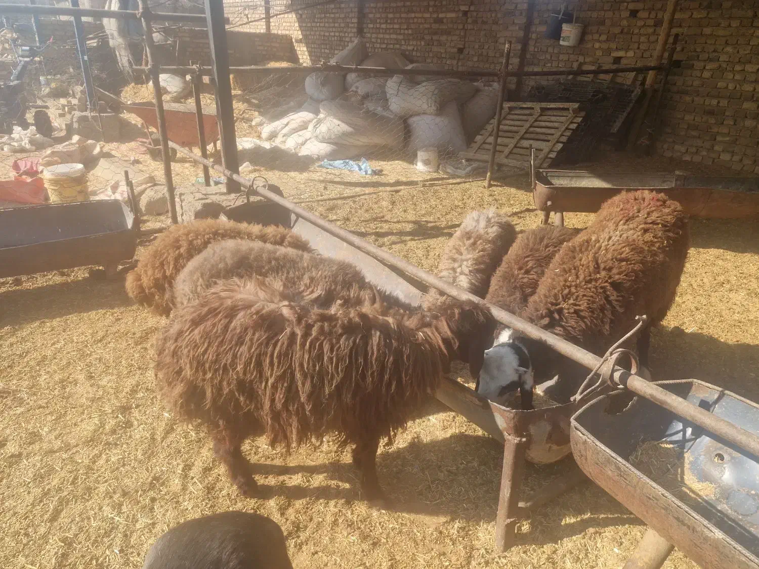 بره ماده شال پشند|حیوانات مزرعه|بشاریات, |دیوار