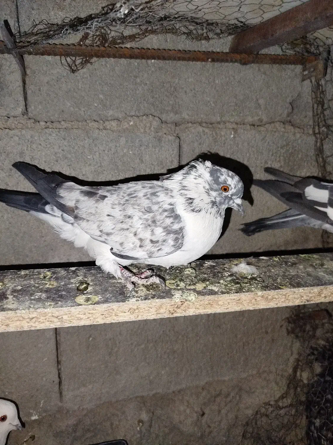 فروشی|پرنده|خانمیرزا, |دیوار