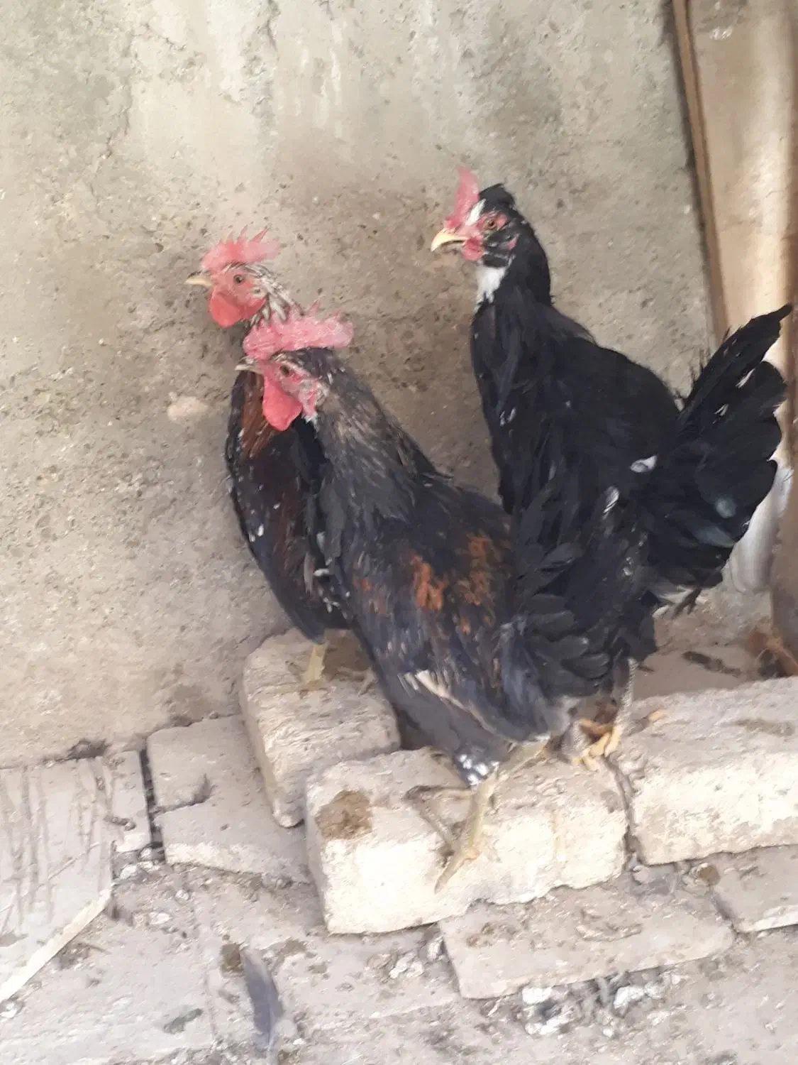 خروس گلین ۱۰ماهه جوان سالم واکسن خورده|حیوانات مزرعه|خمینیشهر, |دیوار