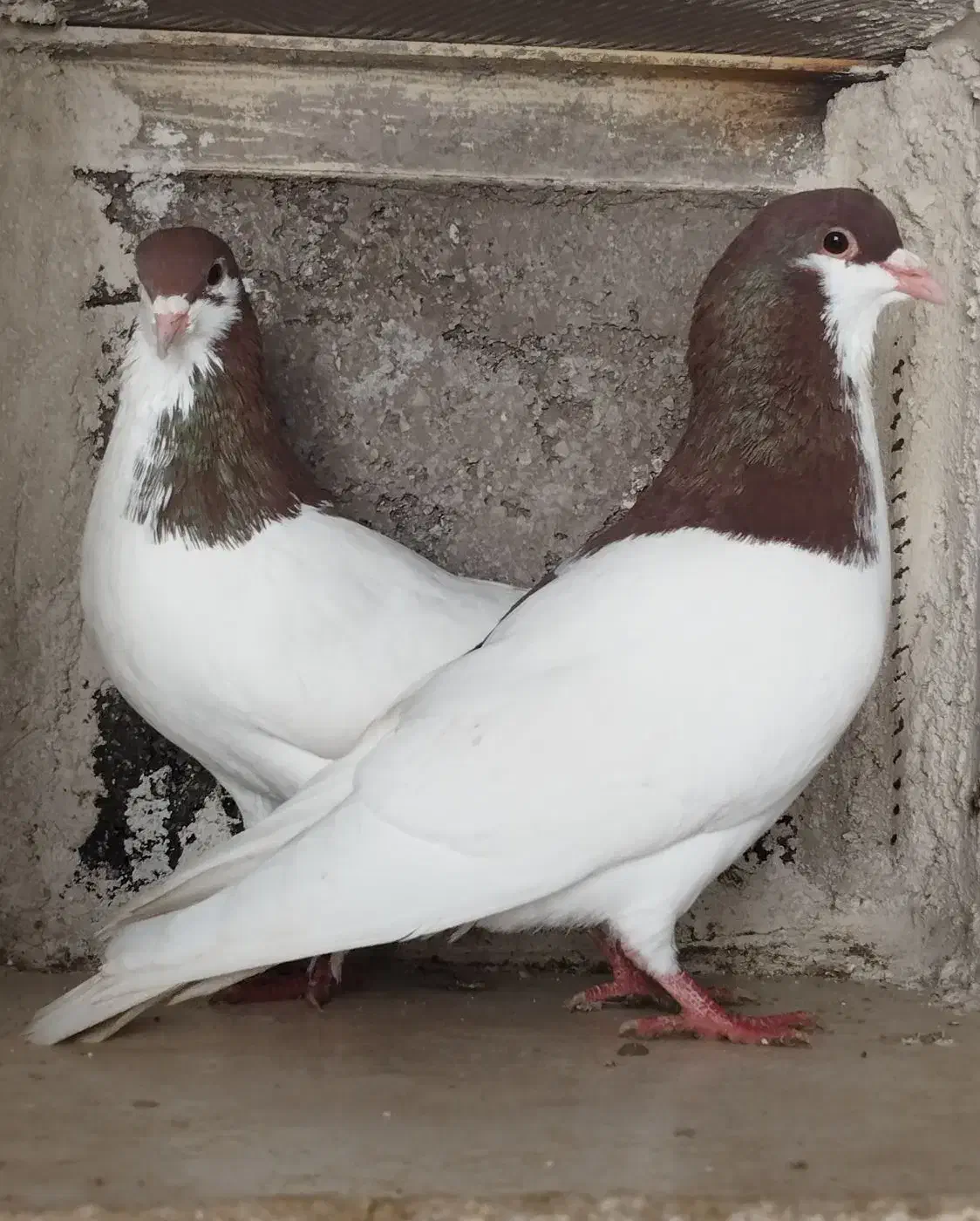 کبوتر پرشی|پرنده|بشاریات, |دیوار