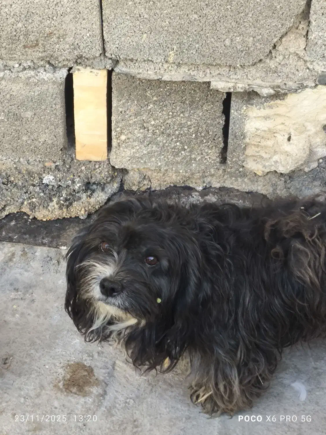 5000000|سگ|بندر ماهشهر, |دیوار