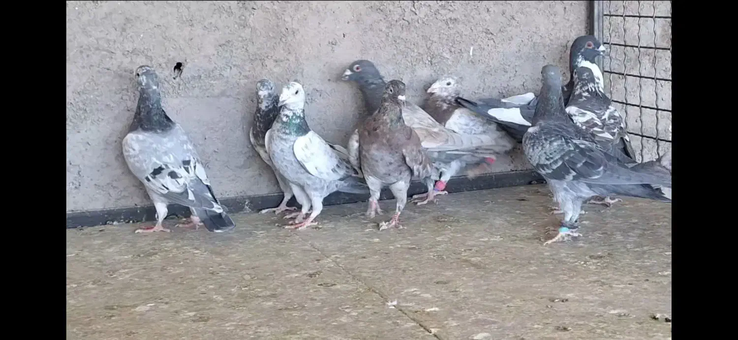کبوتر پرشی|پرنده|شیراز, بازار|دیوار