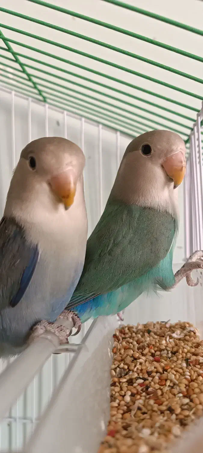 دو عدد طوطی برزیلی بالغ|پرنده|بیجار, |دیوار