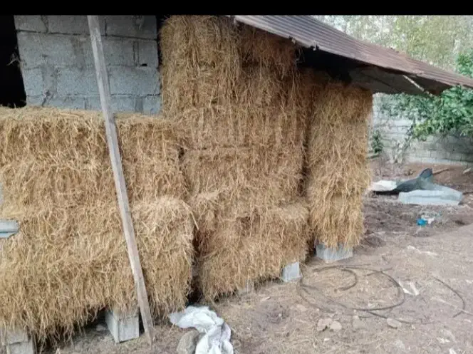 علوفه دام، کلوش|لوازم جانبی حیوانات|رودبنه, |دیوار