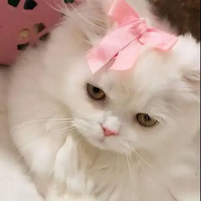 گربه نر برای جفت گیری|گربه|ارومیه, |دیوار