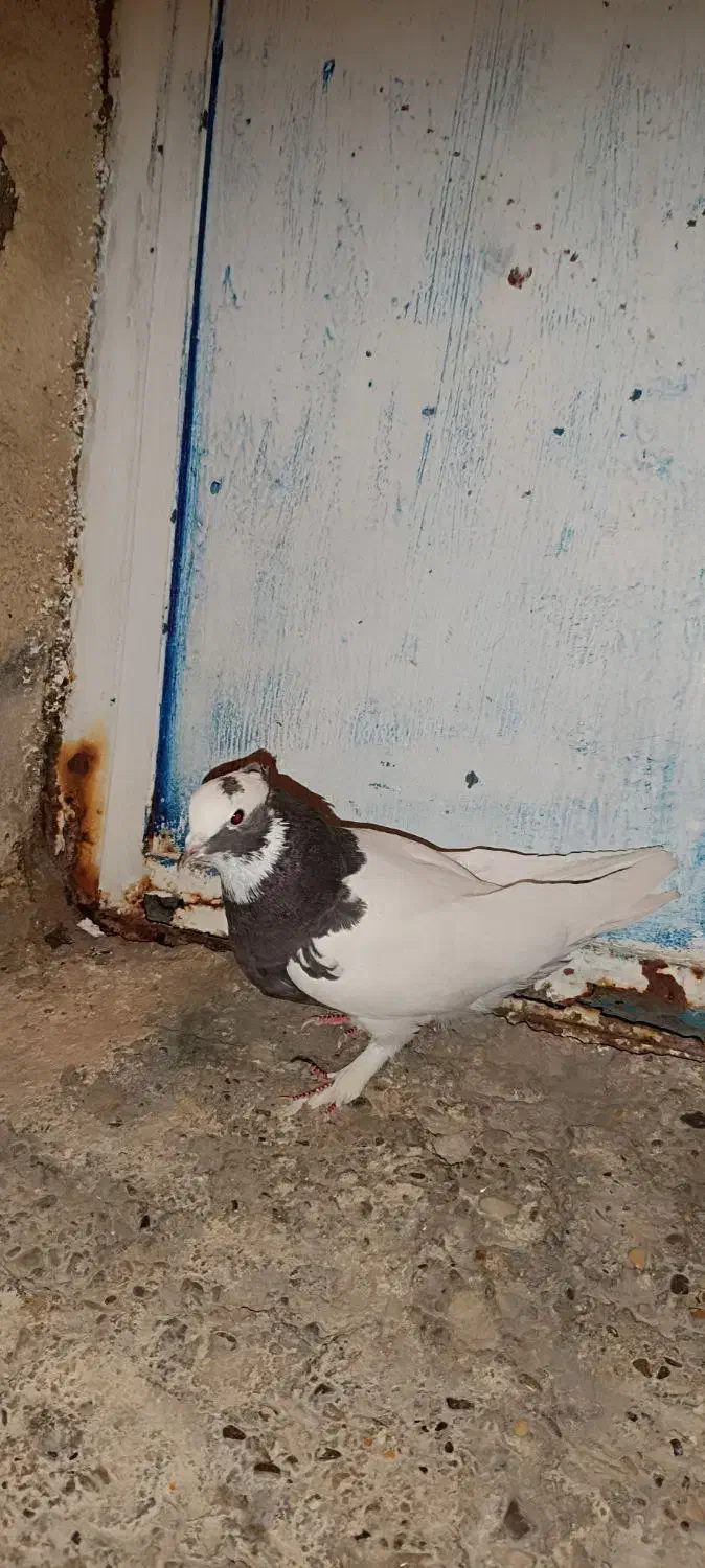 طوق سرکه ای|پرنده|مرودشت, سهلآباد|دیوار