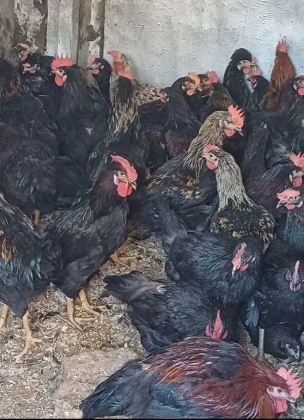 خروس سیاه مرغ چشمونظر رفع بلاارسال باقصاب رای گان|حیوانات مزرعه|قم, نیروگاه|دیوار