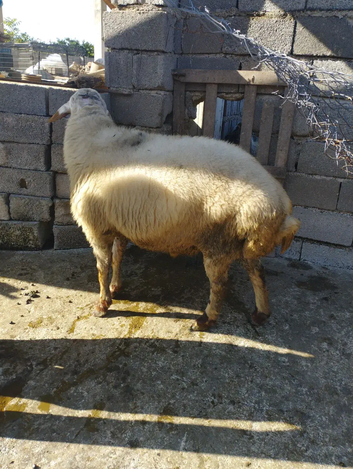 گوسفند تخمی|حیوانات مزرعه|سورک, |دیوار