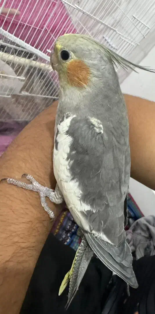 عروس هلندی|پرنده|بندرعباس, |دیوار